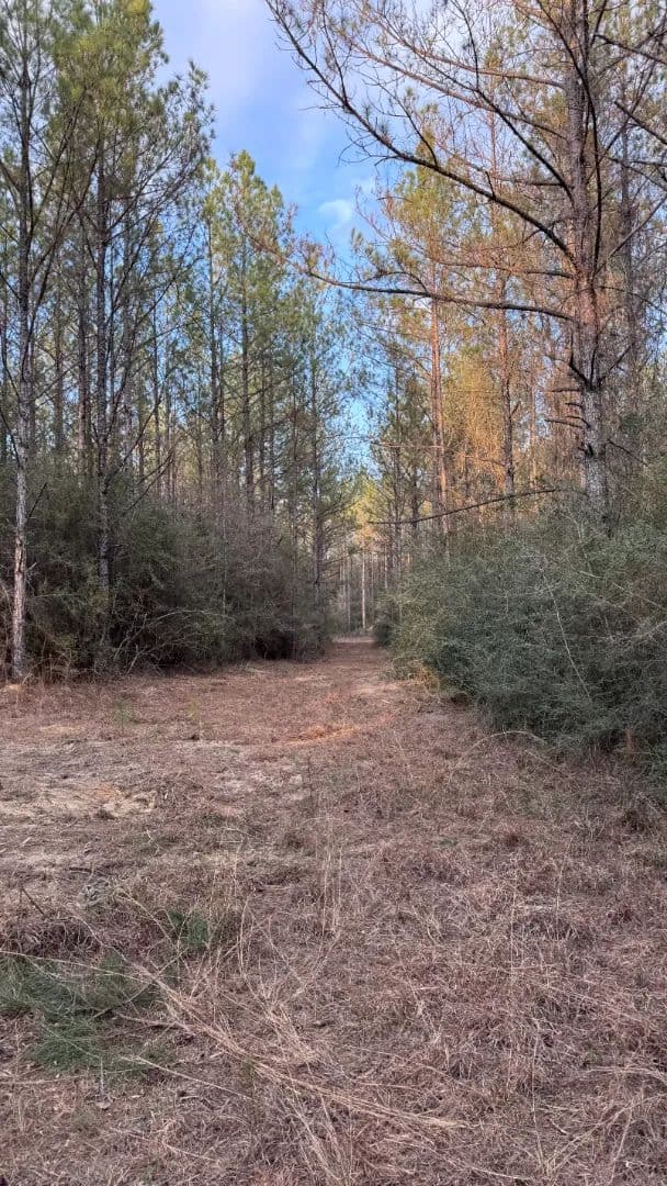 108 Acres in Greene County, MS 