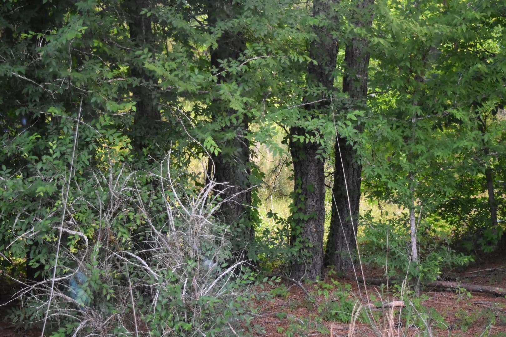 Vacant Land in Andrews - Andrews, South Carolina, 29510