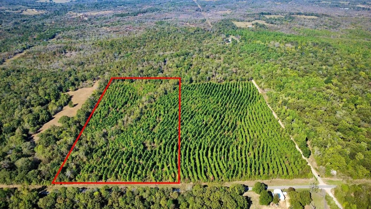 20 Acres Near Valliant, OK | Pine Timber, Recreation & Homesite Potential - Valliant, Oklahoma, 74764