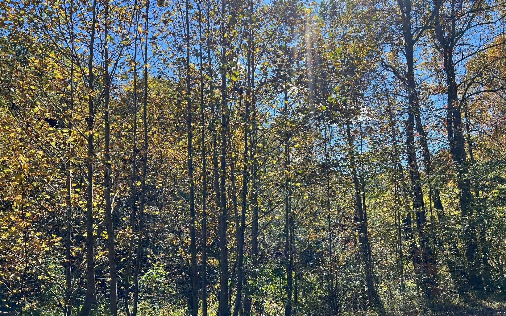 Lots & Land-Other in Hayesville - Hayesville, North Carolina, 28904