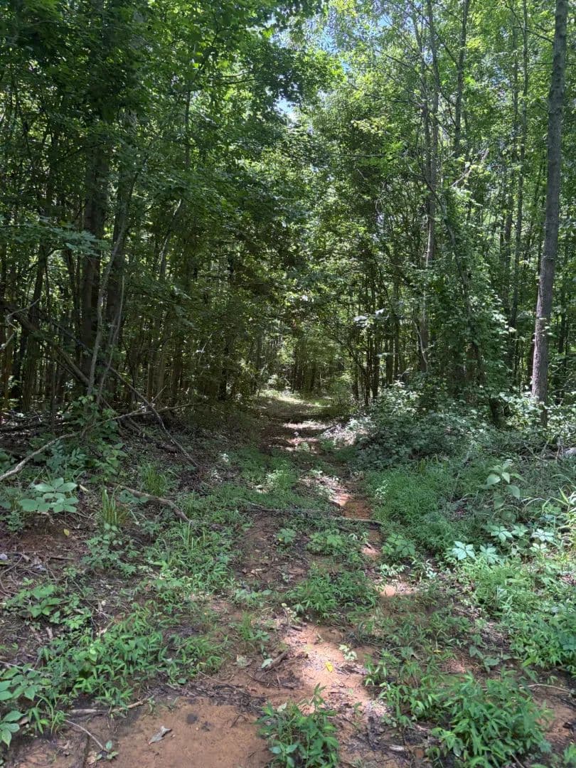 196 Acres Union County, MS  - Dumas, Mississippi, 38625
