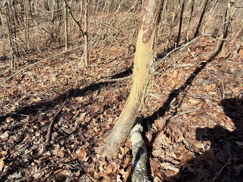 Pike Run Rd., Washington County - 185 +/- Acres