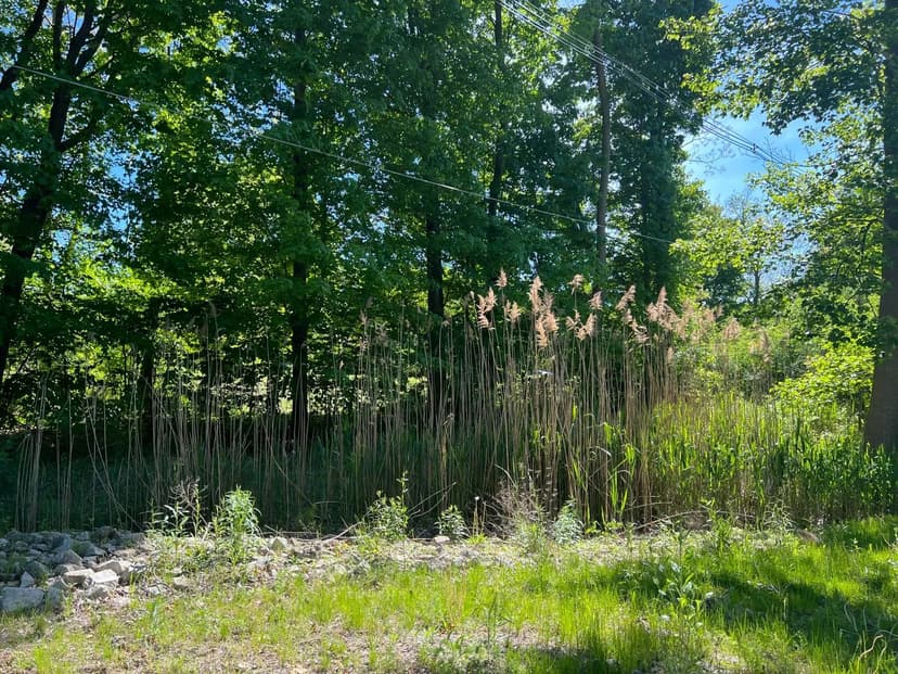 Vacant Land in New Buffalo