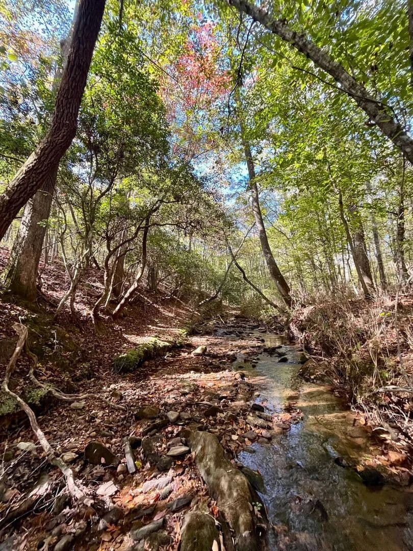 71 +/- Acres in Wedowee, AL