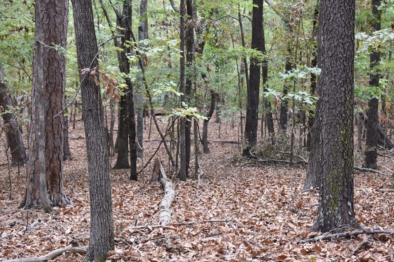 Donda Lane Lot - Hot Springs, Arkansas, 71913