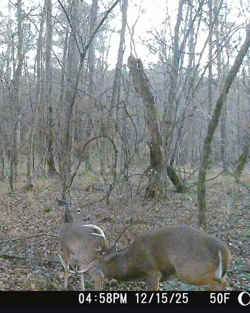 60 Acres in Choctaw County, MS  - Eupora, Mississippi, 39744
