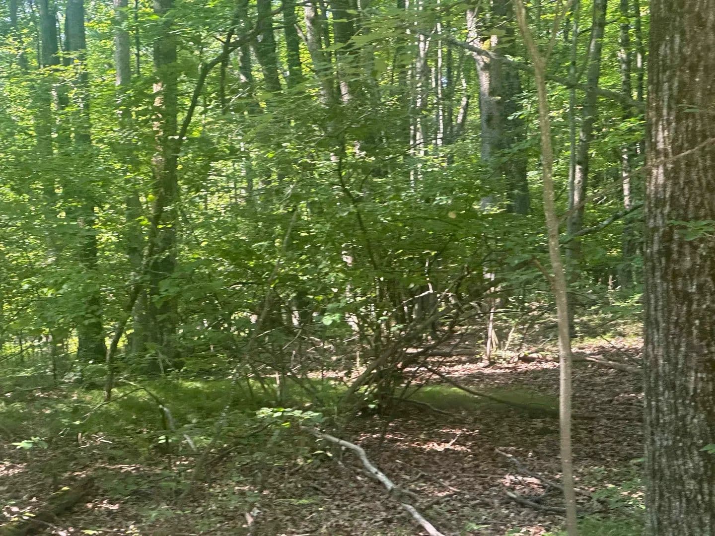 Vacant Land in Farwell - Farwell, Michigan, 48622