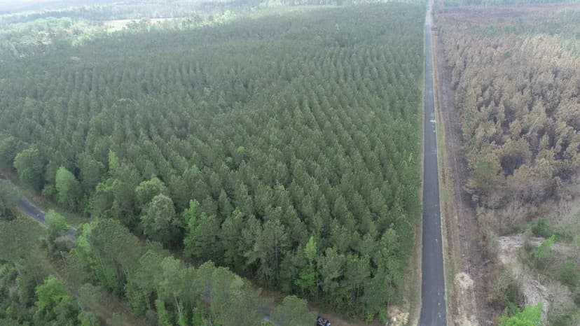 Barrow Forest Tract 5