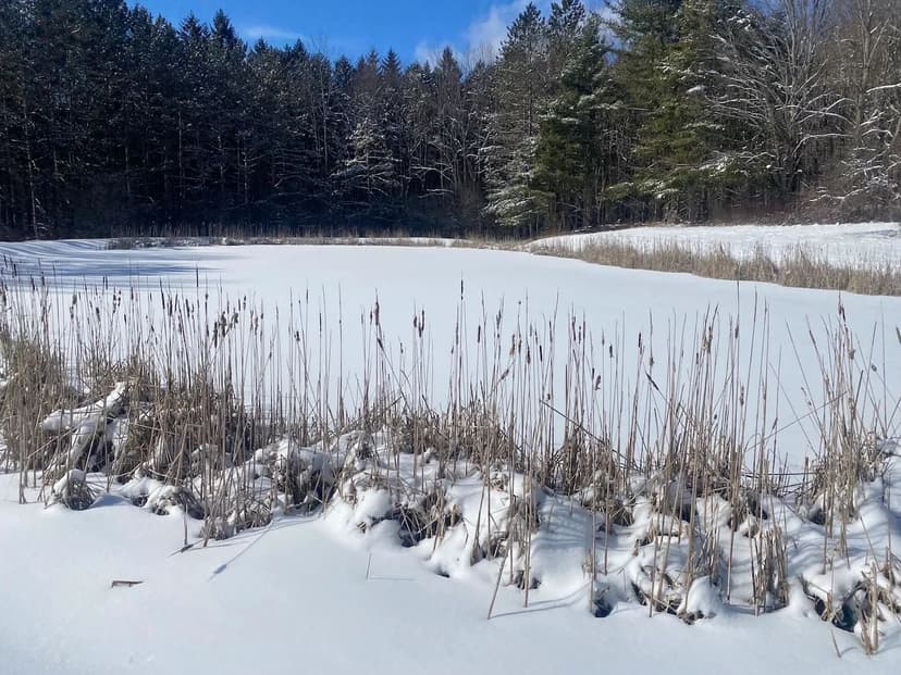 20 acres Building Lot and Hunting Land with Stocked Pond in Allen NY West Hill Road