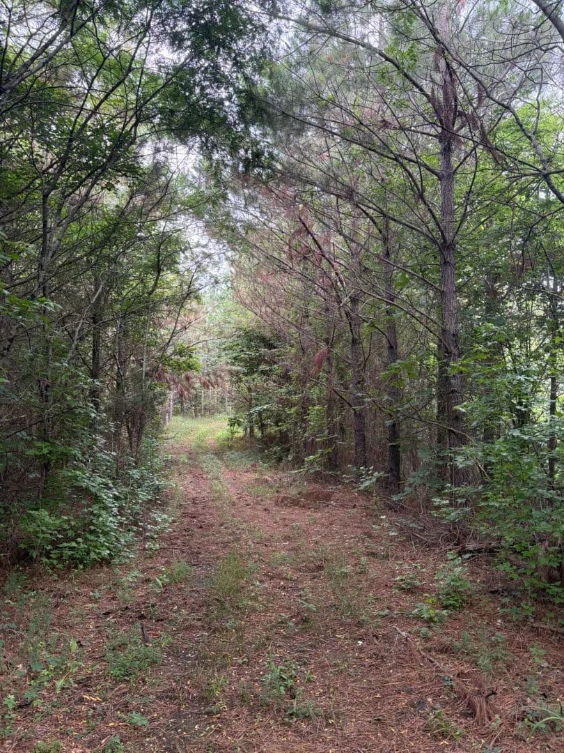 208 Acres in Union County, MS  - Blue Springs, Mississippi, 38828