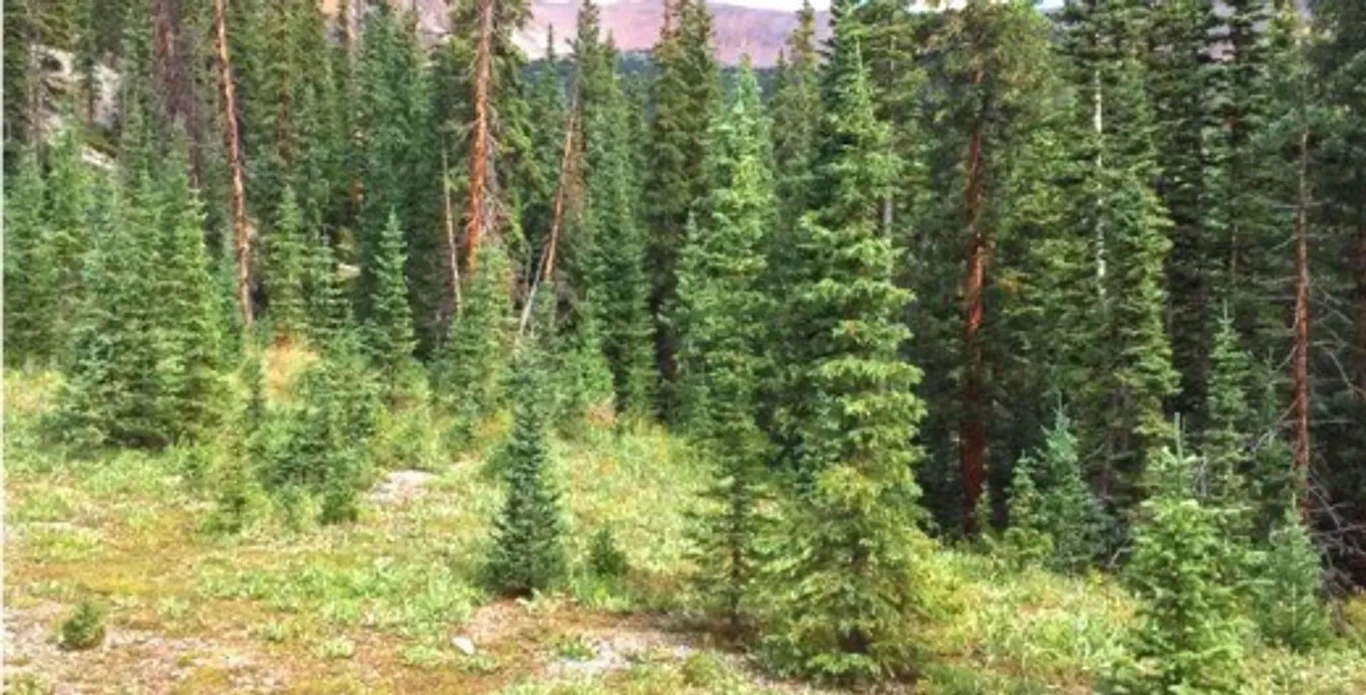 10.15 Acres of Land for Sale in Gunnison, CO - Gunnison, Colorado, 81231
