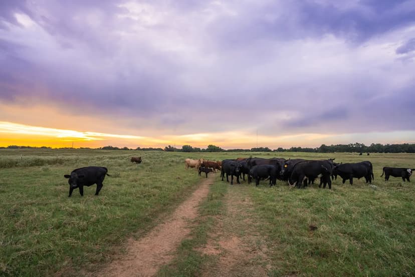 White Oak Cattle Ranch