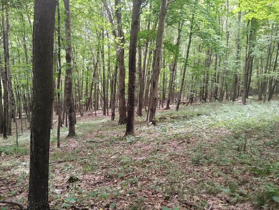 62.5 Acres of Land for Sale in Colfax, WI - Colfax, Wisconsin, 54730