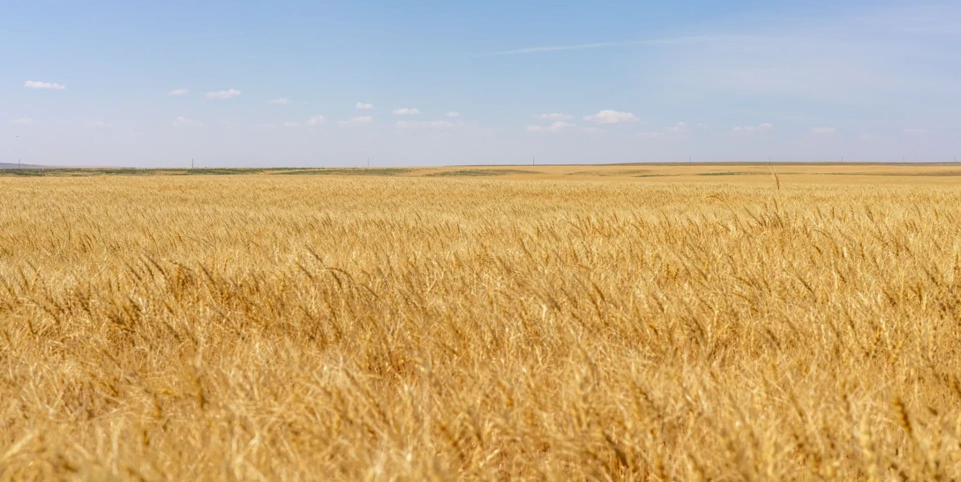 HILL COUNTY ORGANIC & CRP FARM - Inverness, Montana, 59530