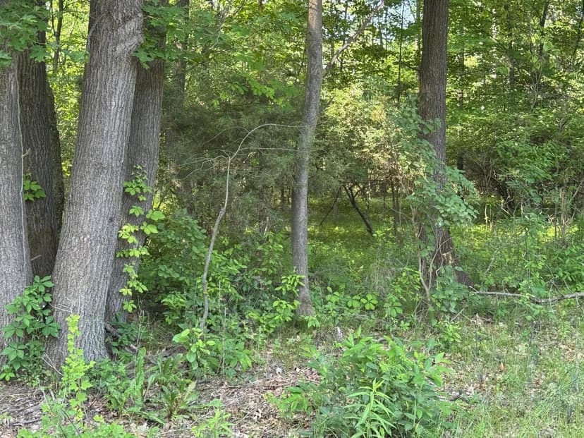 Lots & Land-Other in Belding