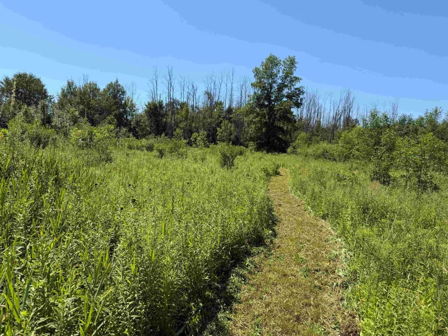 13 acres Hunting Land and Building Lot in South Dayton NY Buttermilk Road - South Dayton, New York, 14138