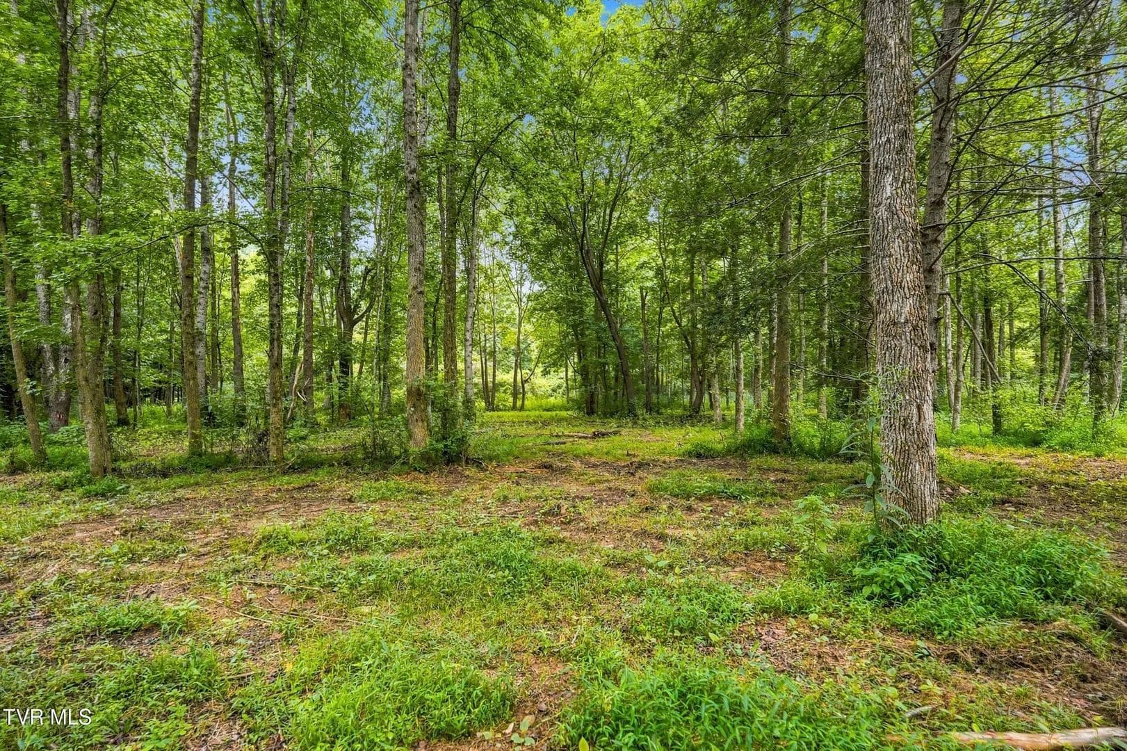 21.64 Acres of Land for Sale in Erwin, TN - Erwin, Tennessee, 37650