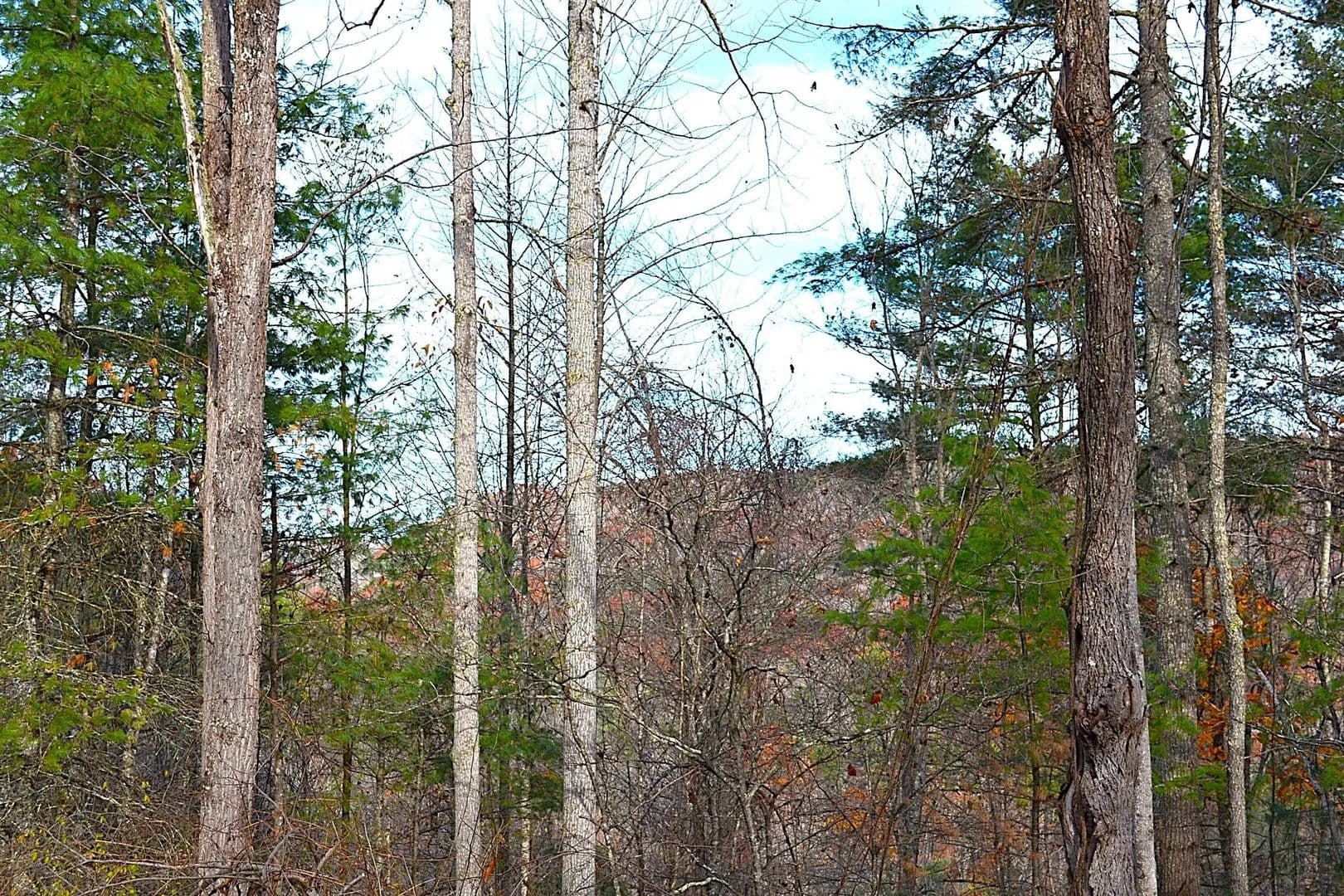 Lots & Land-Other in Jumping Branch - Jumping Branch, West Virginia, 25969