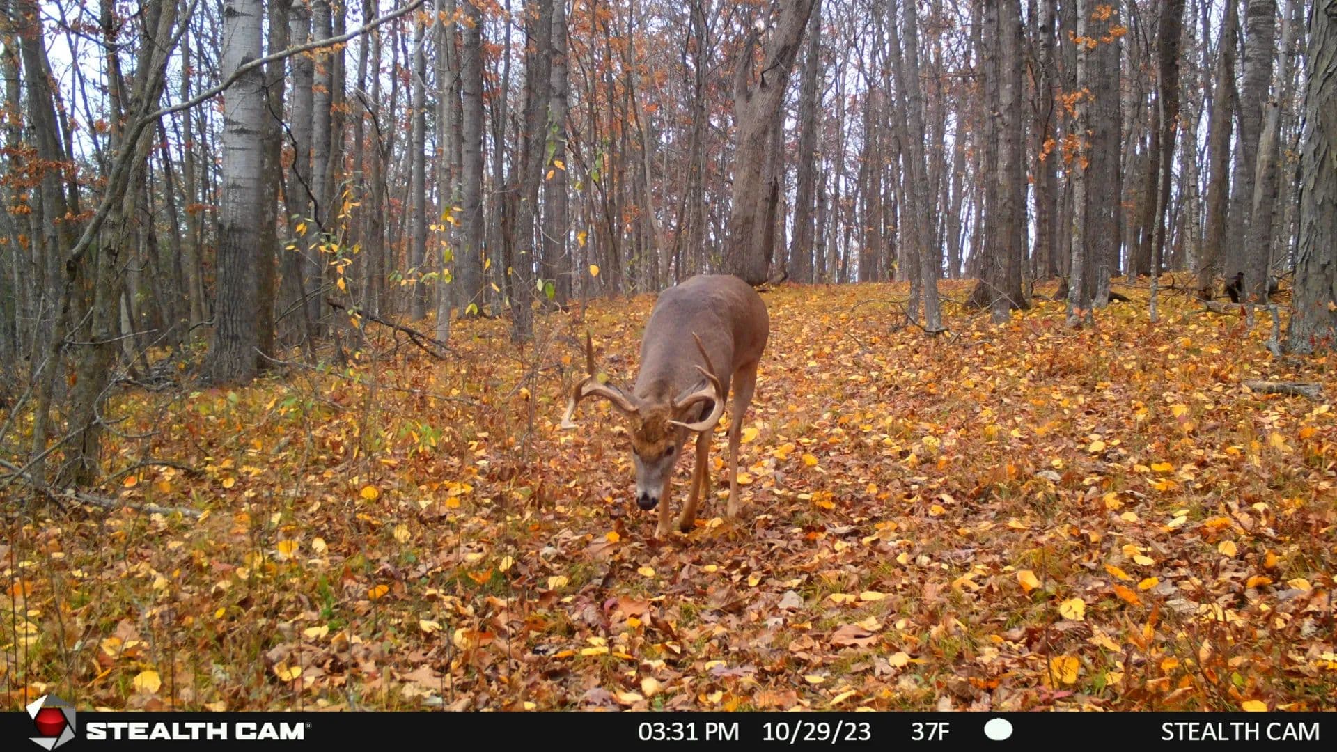 34.83-Acre Southwest Wisconsin Hunting Land | Viola, Wisconsin - Viola, Wisconsin, 54664