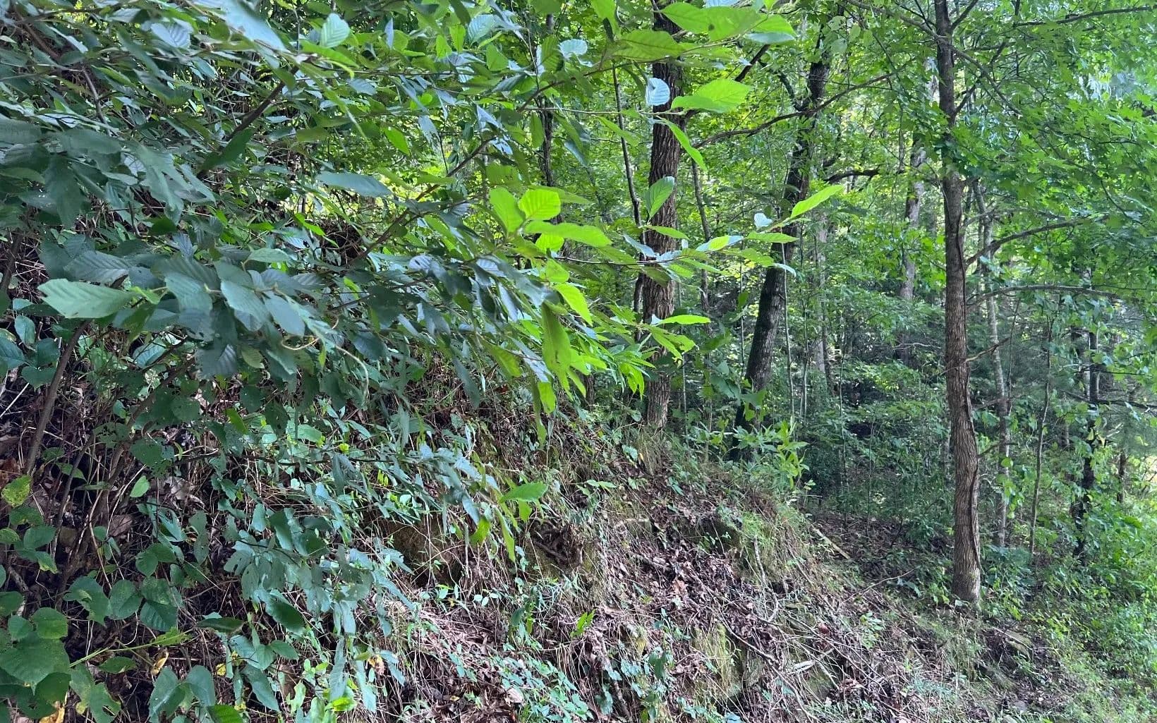 Lots & Land-Other in Hayesville - Hayesville, North Carolina, 28904