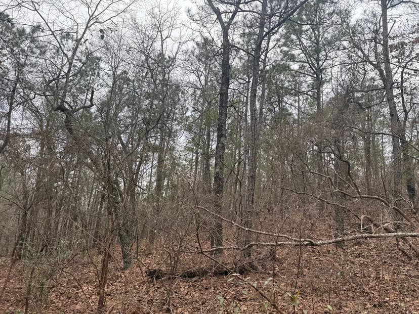 20 +/- ac Autauga Tract