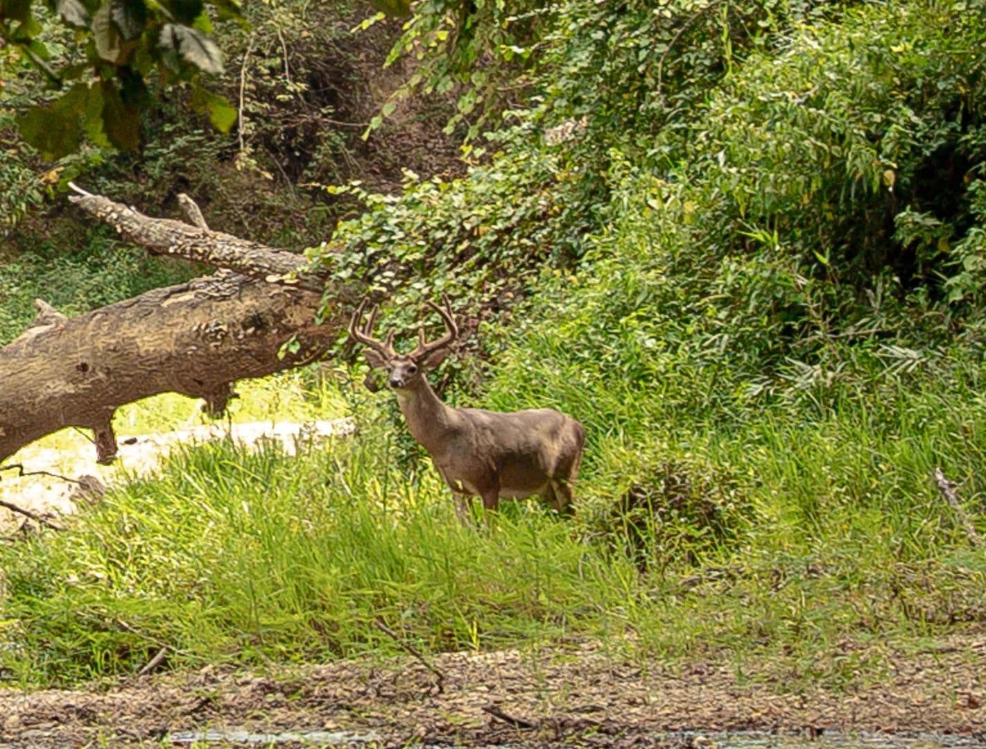 Timber, Winding Creeks & Trophy Whitetail - Byram, Mississippi, 39272