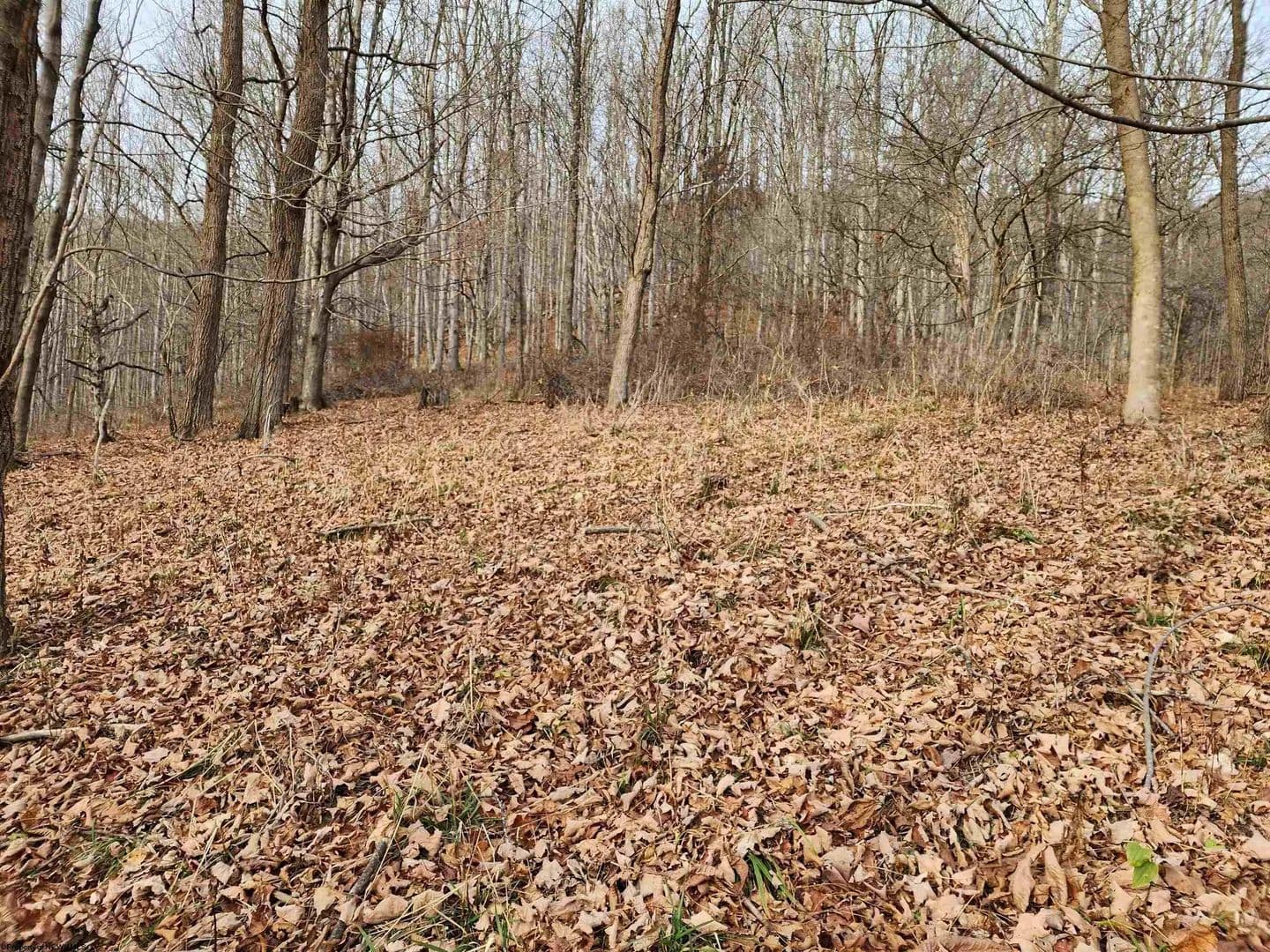 Lots & Land-Other in Harman - Harman, West Virginia, 26270