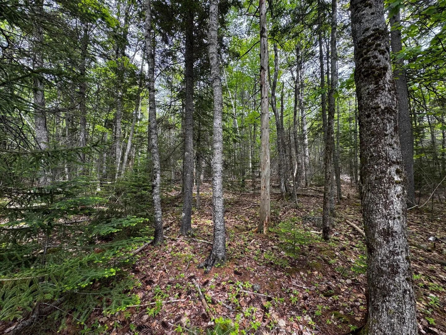 10.71 Acres of Land for Sale in Bar Harbor, Maine - Bar Harbor, Maine, 04609