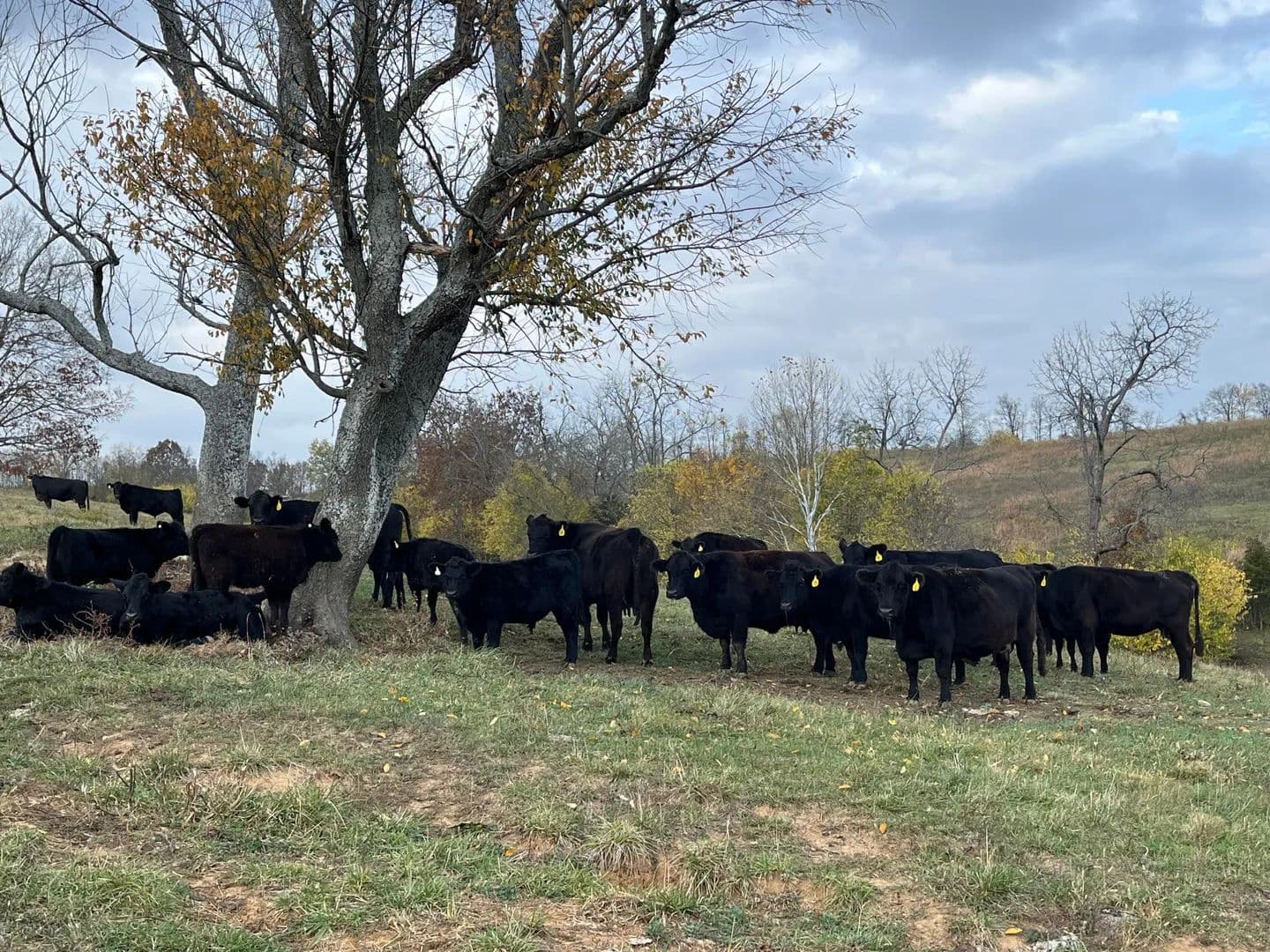 21.39 Acres of Land for Sale in Paint Lick, KY - Paint Lick, Kentucky, 40461