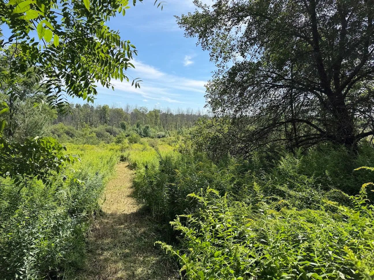 6 acres Recreational Land and Building Site with Apple Trees in South Dayton NY Dye Road - South Dayton, New York, 14138