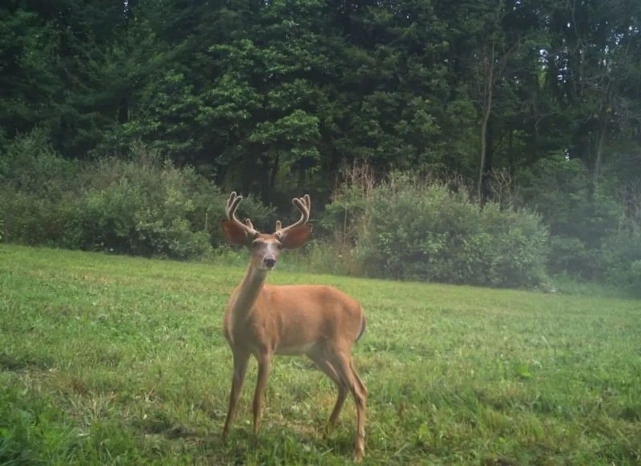 91 Acres of Pure Michigan Whitetail Country - Three Rivers, Michigan, 49067