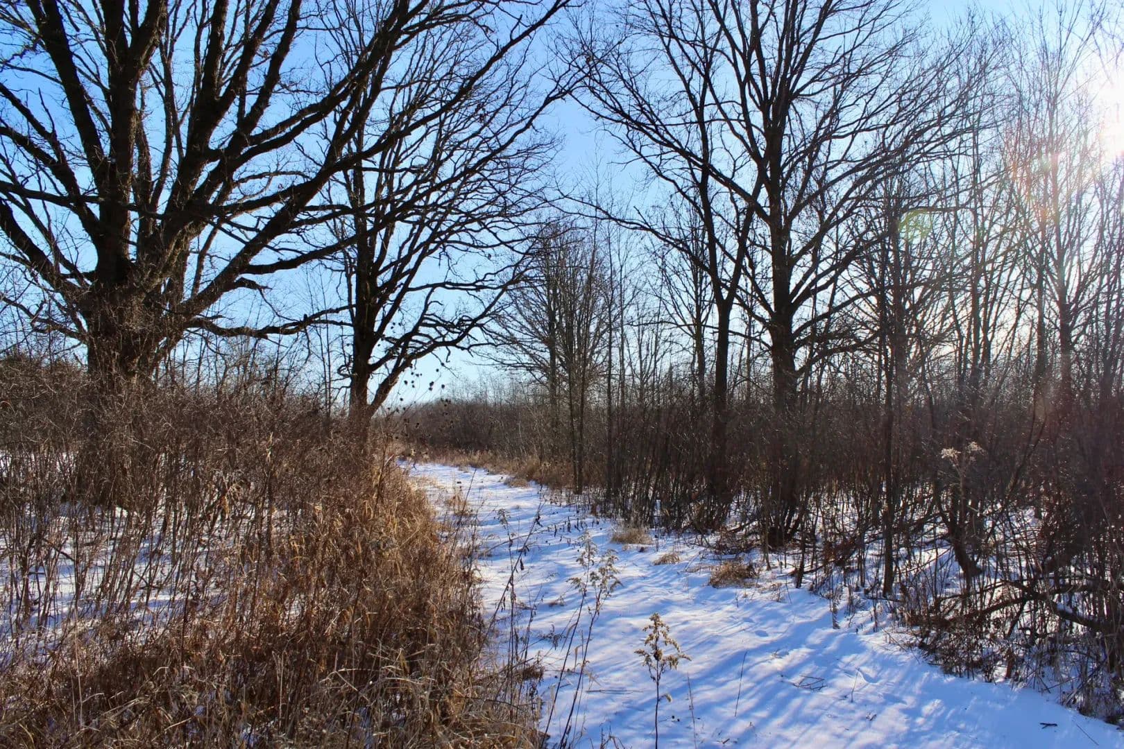 81 Acres of Land for Sale in Holcombe, WI - Holcombe, Wisconsin, 54745