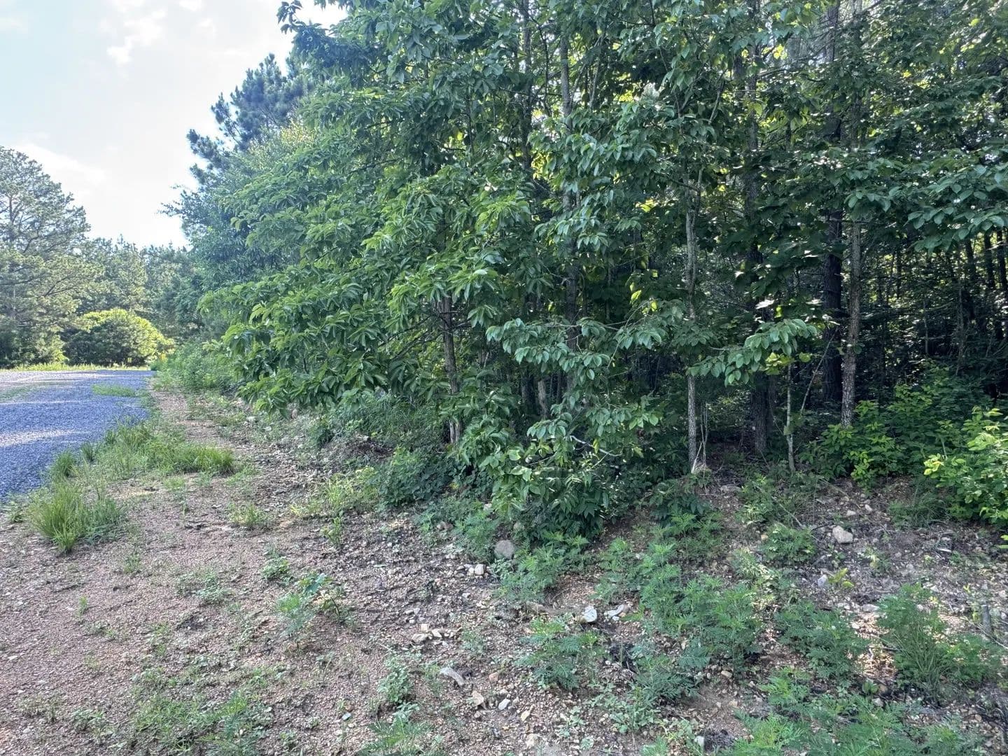 Vacant Land in Dover - Dover, Tennessee, 37058