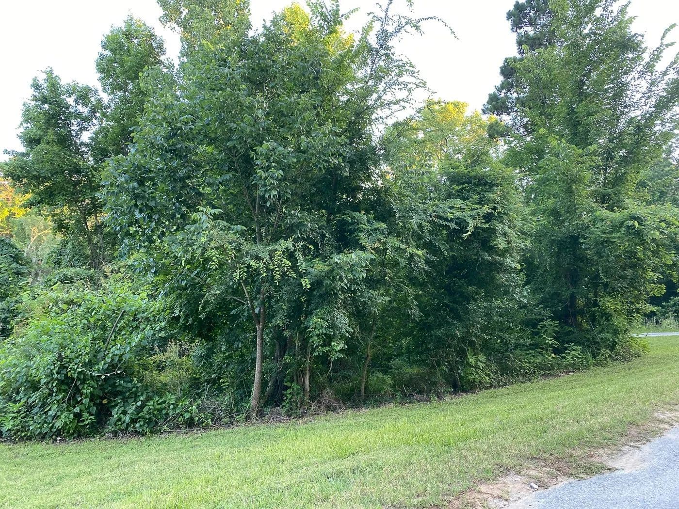 0.2 Acres of Land for Sale in Point Blank, TX - land for sale