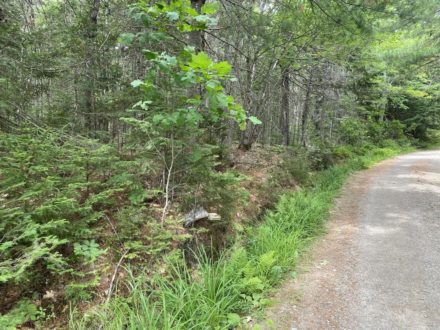 Land -Single Family Acreage in Blue Hill - Blue Hill, Maine, 04614