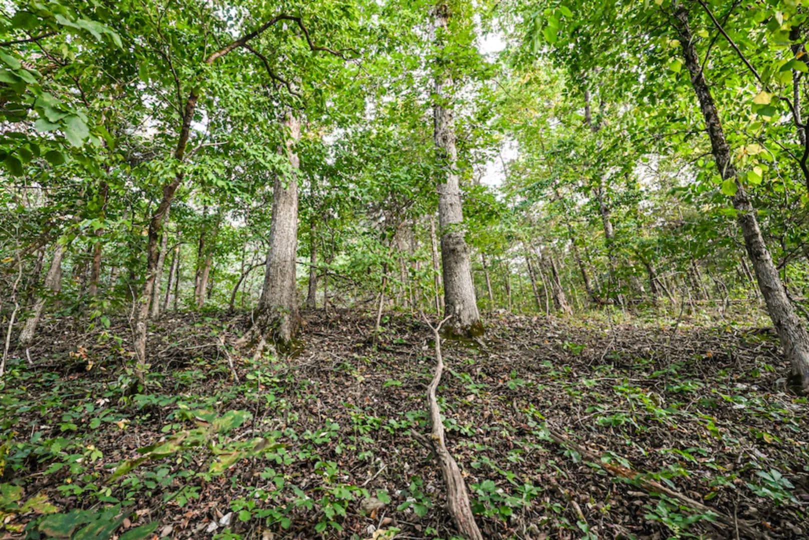 40+/- Acre Ozark County Hunting & Recreational Land - Missouri, 65676