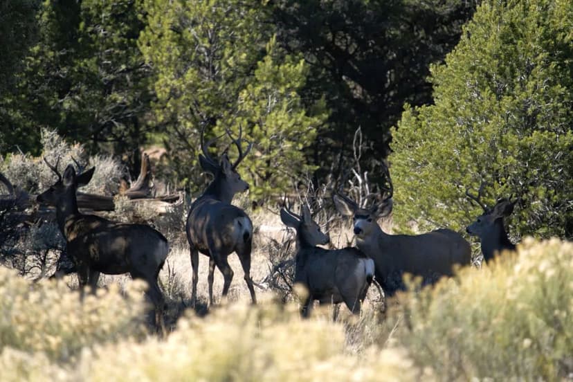 Bassett Springs Ranch