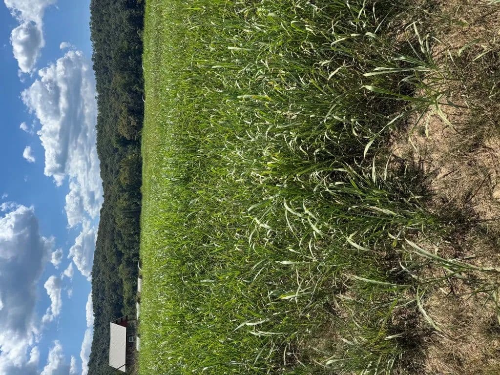 Vacant Land in Guion - Guion, Arkansas, 72540