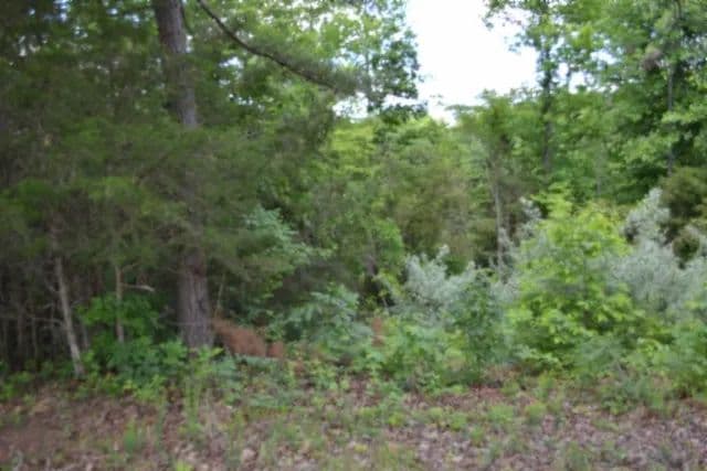 2.75 AC IN THE SULPHUR CREEK MARINA AREA WALKING DISTANCE TO DALE HOLLOW LAKE, KY - Burkesville, Kentucky, 42717