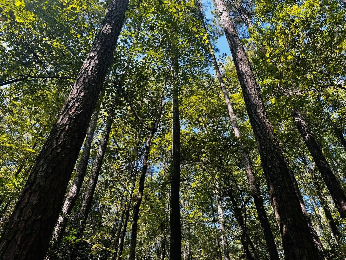 Incredible Mature Hardwood Parcel - Gloucester, Virginia, 23061