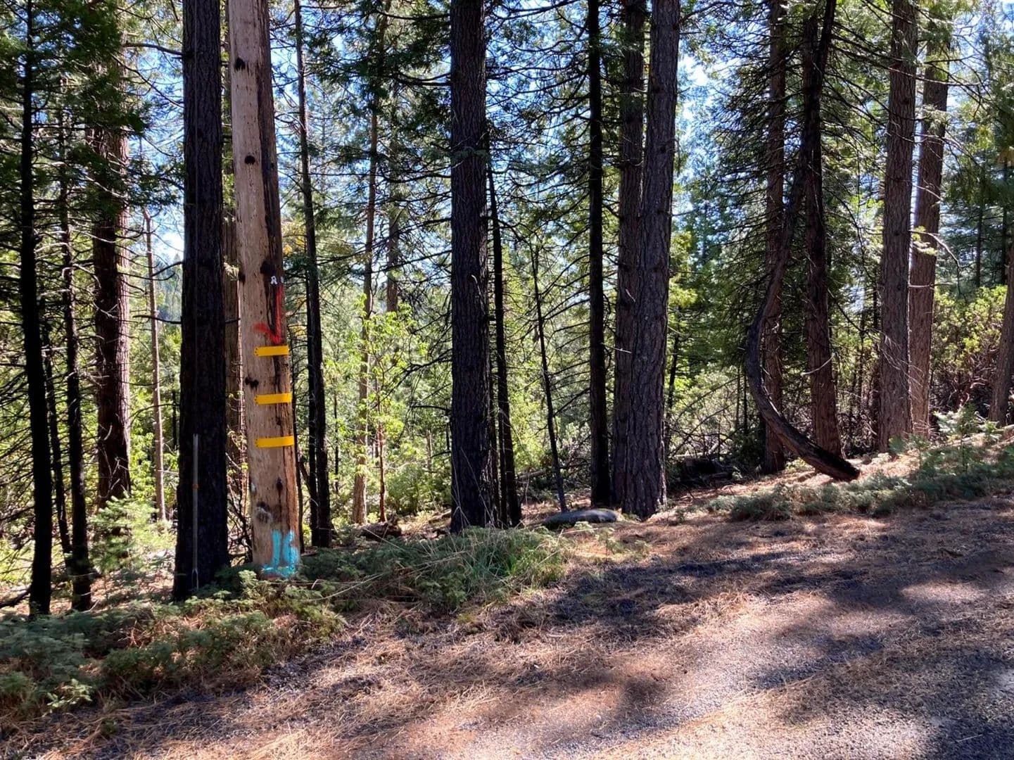 1.37 Acres of Land for Sale in Pioneer, California - Pioneer, California, 95666