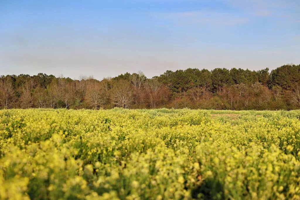 Lots & Land-Other in Cairo - Cairo, Georgia, 39828