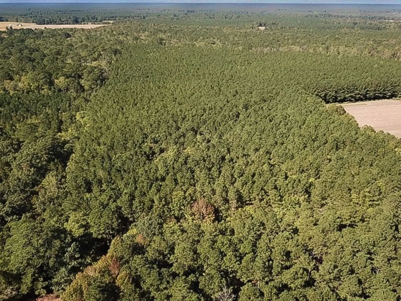 15 Acres of Timberland and Hunting Land For Sale in Suffolk VA! - Suffolk, Virginia, 23432