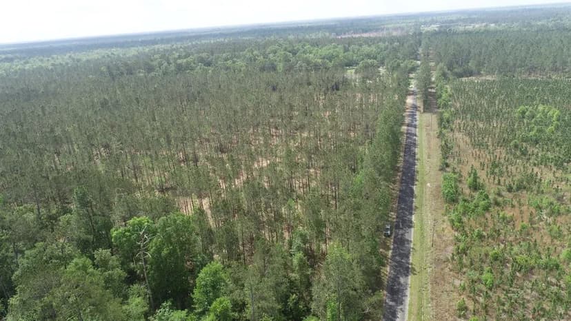 Barrow Forest Tract 7