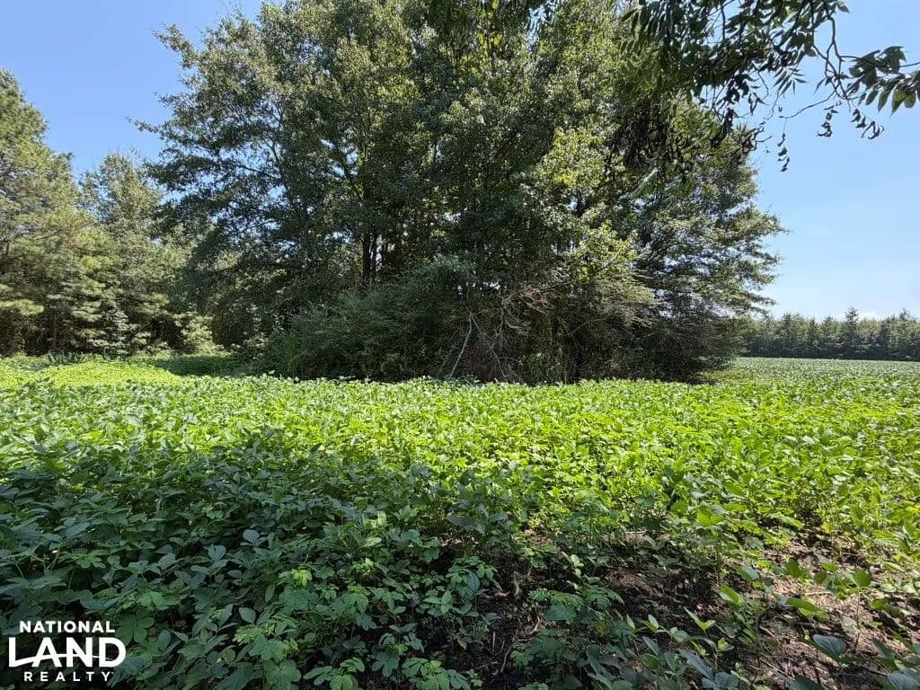 Zena Lane Hunting and Farm Tract - Bishopville, South Carolina, 29010