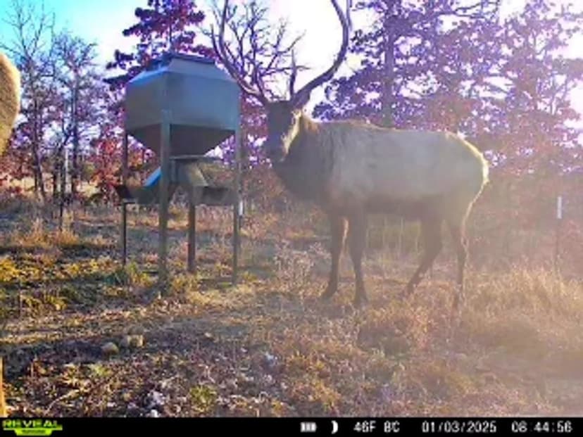 Oklahoma Hunting Land with free range elk