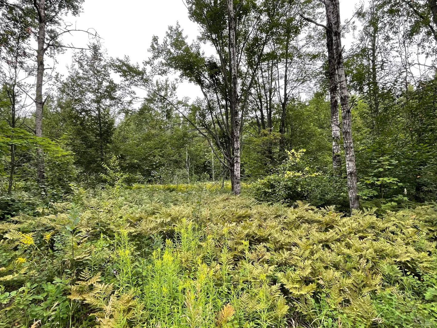 Vacant Land in Elmira - Elmira, Michigan, 49730