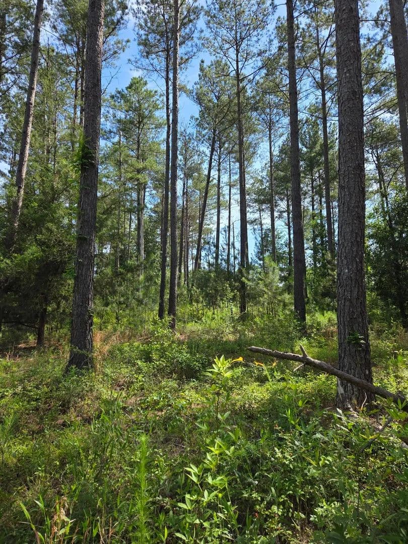 16+/- Acres Lamar County, Georgia - Barnesville, Georgia, 30204