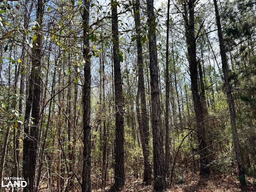 Chatman Ridge Timber & Hunting Investment