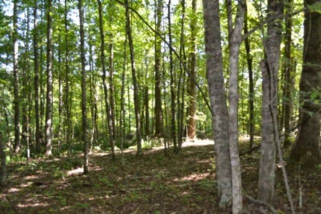 3 AC IN THE COUNTRY – PRIVATE – SECLUDED – CLOSE TO DALE HOLLOW LAKE - Celina, Tennessee, 38551